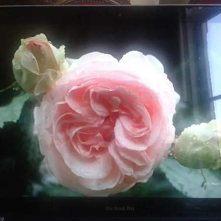 La Des Roses Apartment