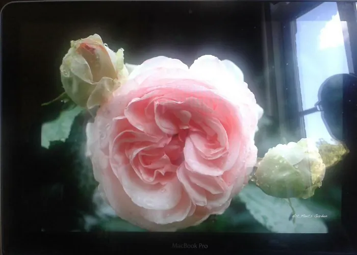 La Des Roses Appartement